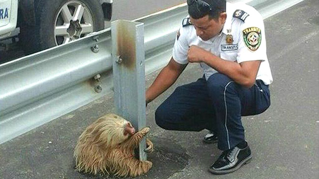 Fue rescatado por los guardias de tráfico de Ecuador