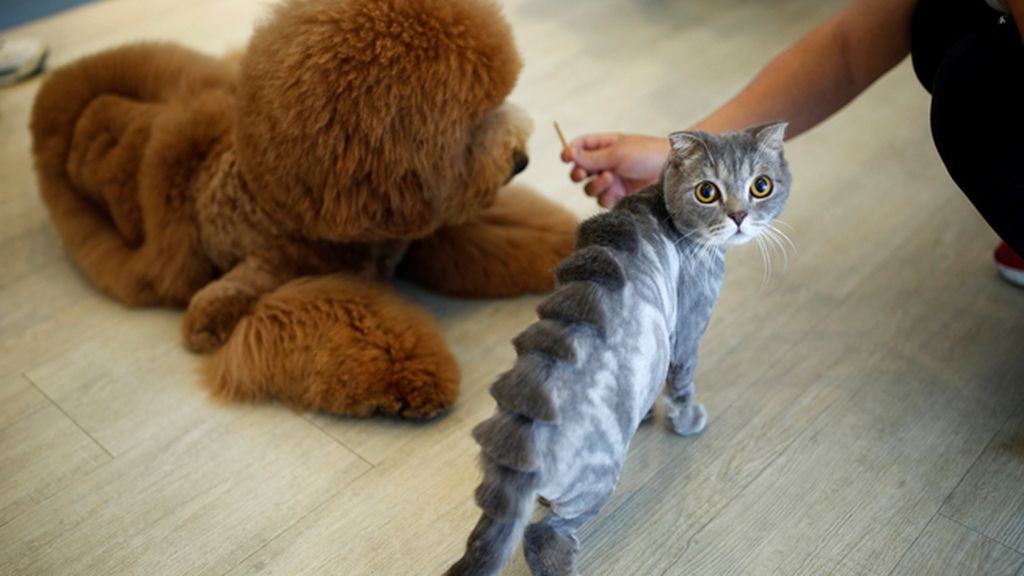 Los dueños deciden el dibujo y el estilo