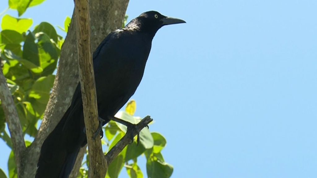 Ranas, arañas, monos aulladores, cangrejos azules…  La fauna selvática de Laguna Cacao