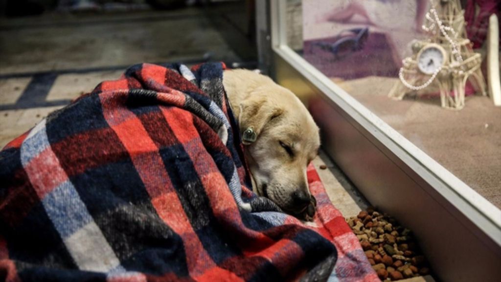 Las fotos que han dado la vuelta al mundo: un centro comercial refugia a perros del frío
