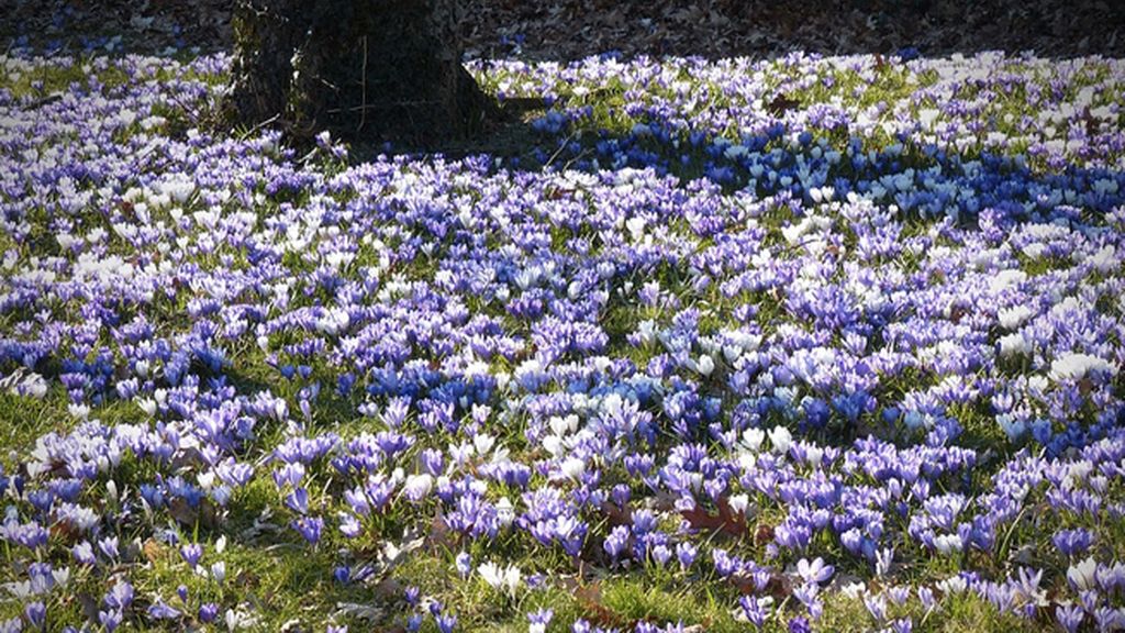‘Oro rojo’ español