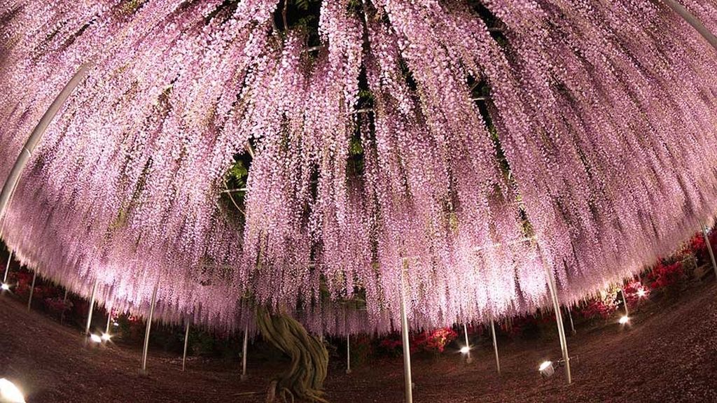 El 'Wisteria Festival' comienza en abril y dura hasta finales de mayo