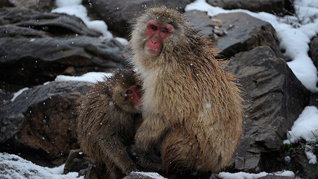 Huyen del frío bañándose en fuentes termales