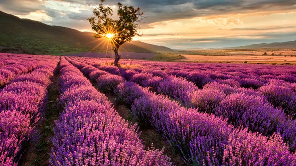 Enamorados del Jardín de la Alcarria