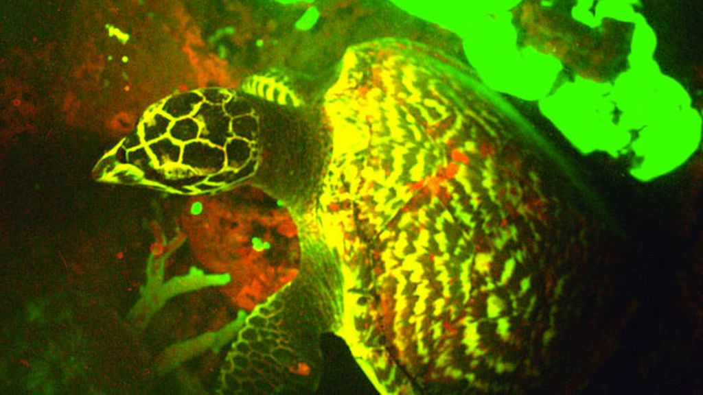 La tortuga carey que brilla en la oscuridad
