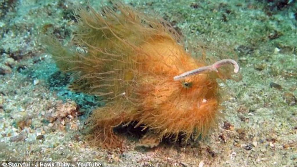 ¡A ver quién se atreve a besar al pez arbusto!