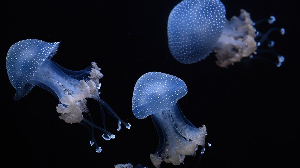 Un baile gelatinoso en el mar