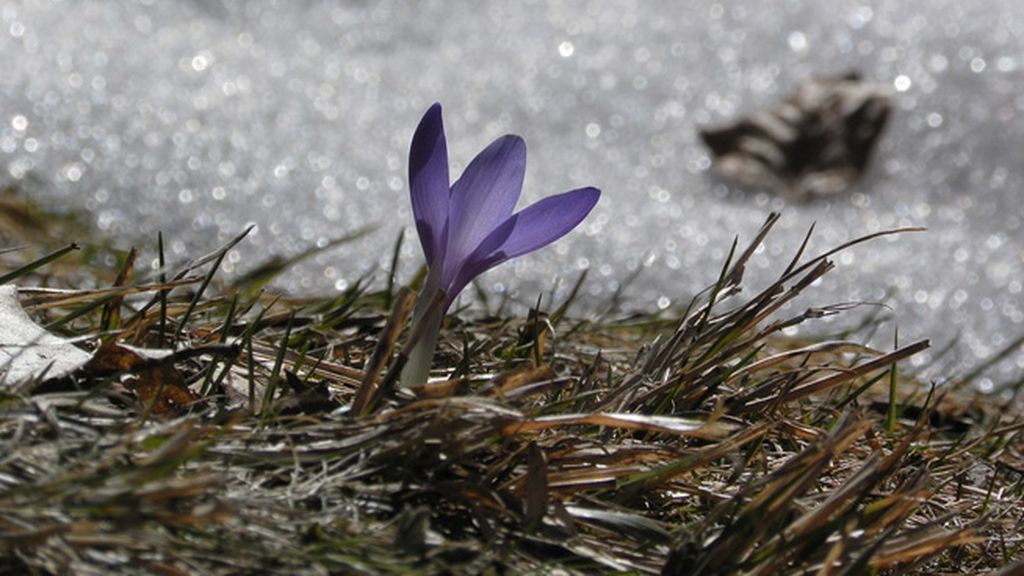 Florecimiento en otoño