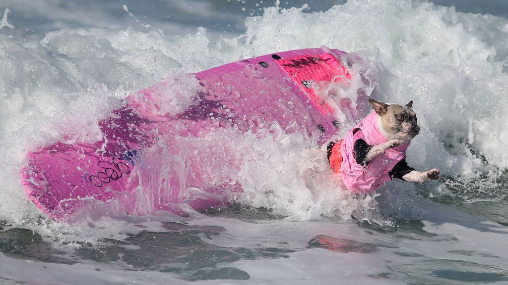 Brasileño y aventurero: te presentamos a Bono y a los mejores perros surferos