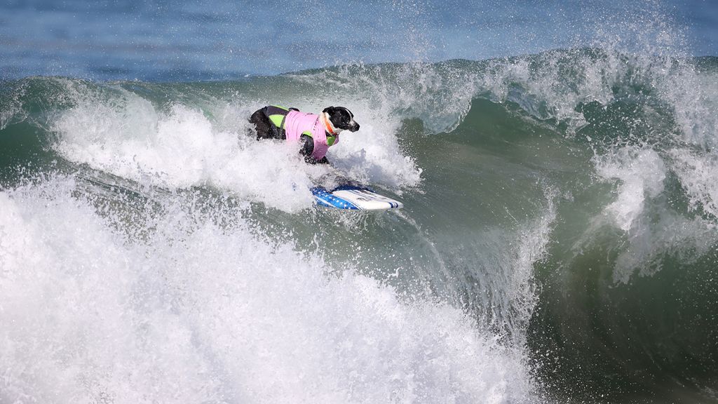 Bono y el resto de canes han competido por ver quién es el rey de las olas