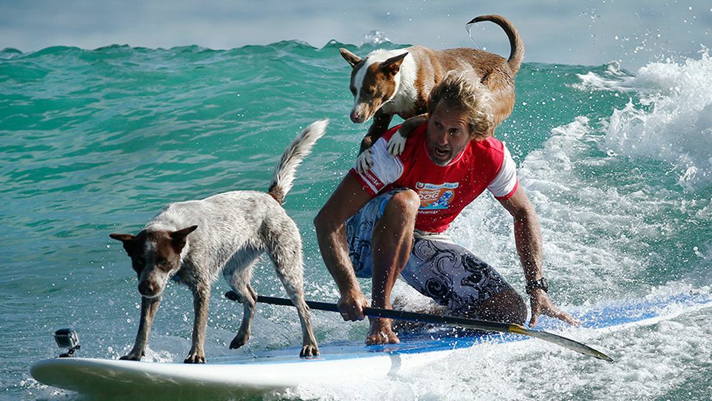 Dos perros, los mejores compañeros de surf de un campeón mundial de este deporte