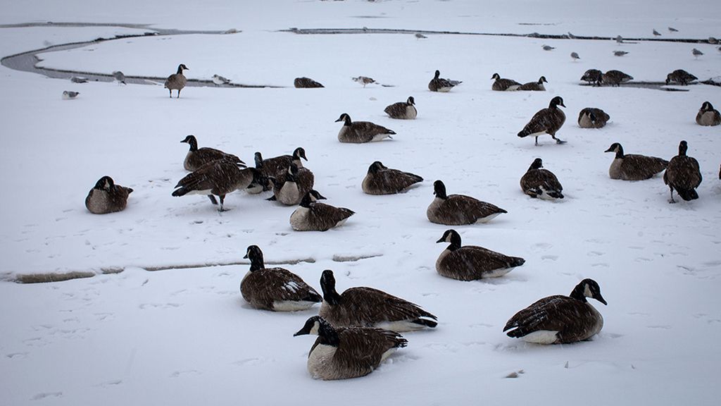 El mundo animal en un marco invernal