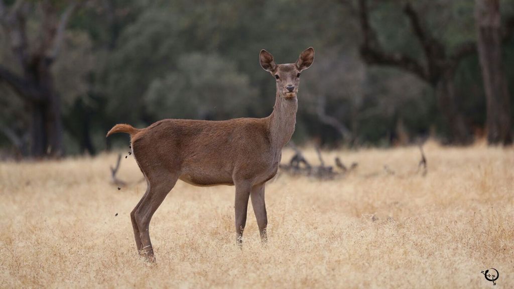 Berrea, frondosos bosques y el Río Tajo: Todo esto en el Parque Nacional de Monfragüe