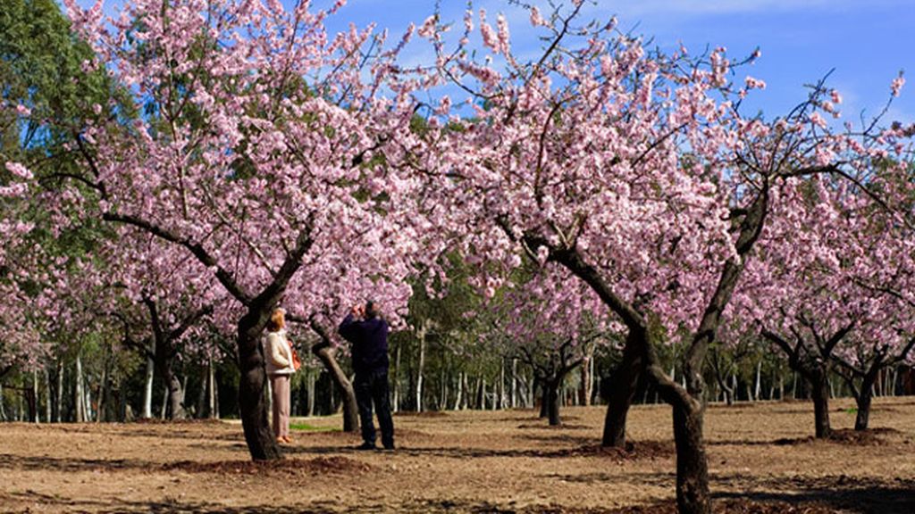 Cumpleaños entre almendros en flor