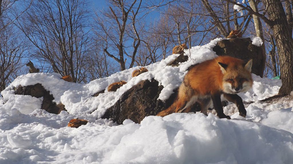Esta reserva natural acoge más de 100 ejemplares de seis especies diferentes