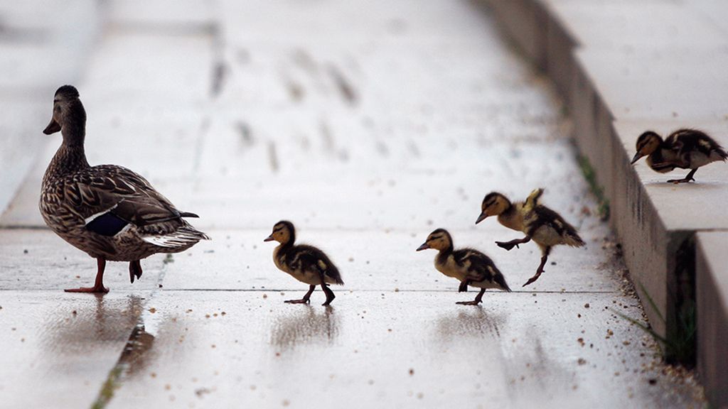 Las mejores imágenes de madres y crías