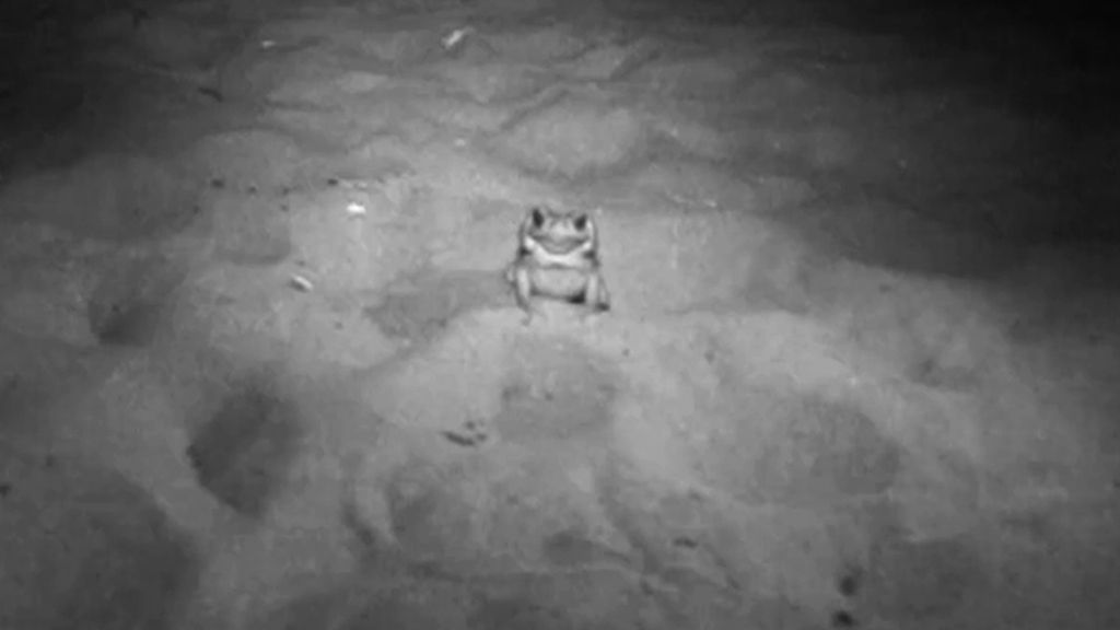 ¿Superarán los supervivientes las dificultades del manglar?