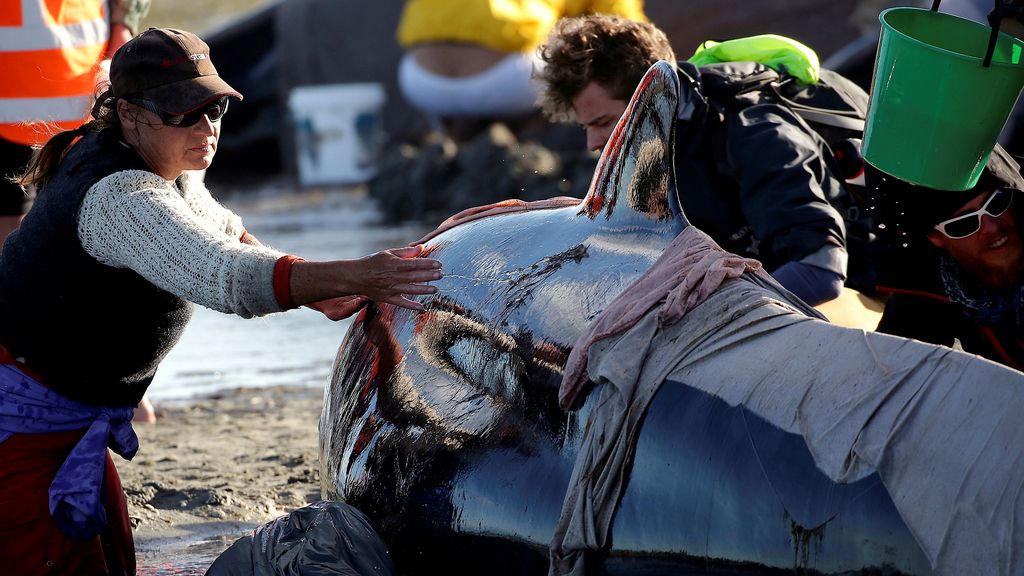 Es el mayor incidente de ballenas varadas que se ha producido este milenio en el país
