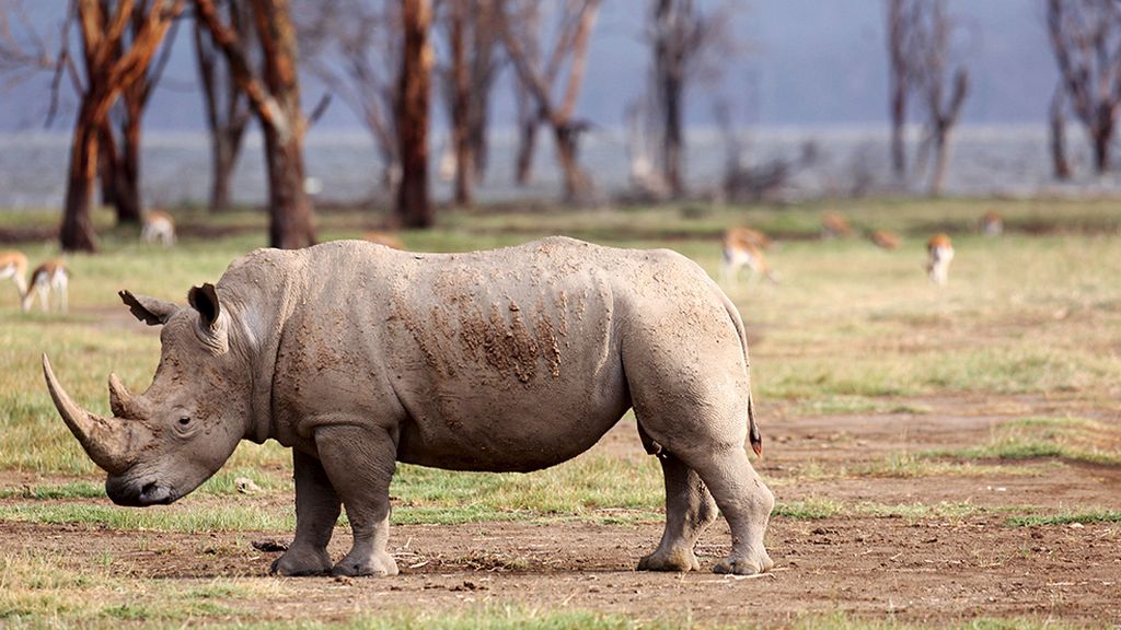 El hogar de grandes animales africanos
