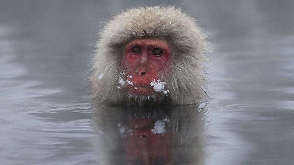 Los monos japoneses de la nieve
