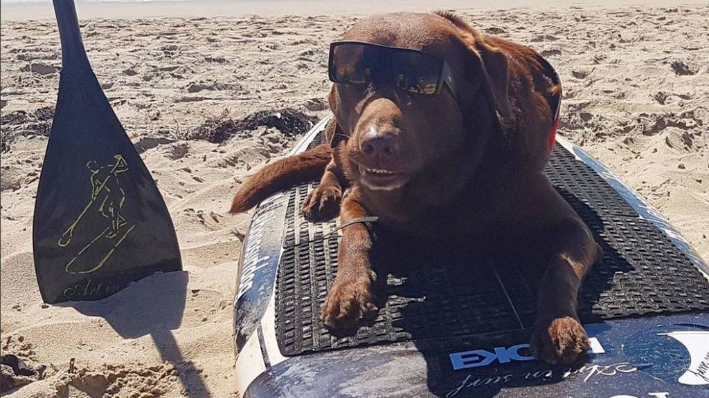 Bono y el resto de canes han competido por ver quién es el rey de las olas