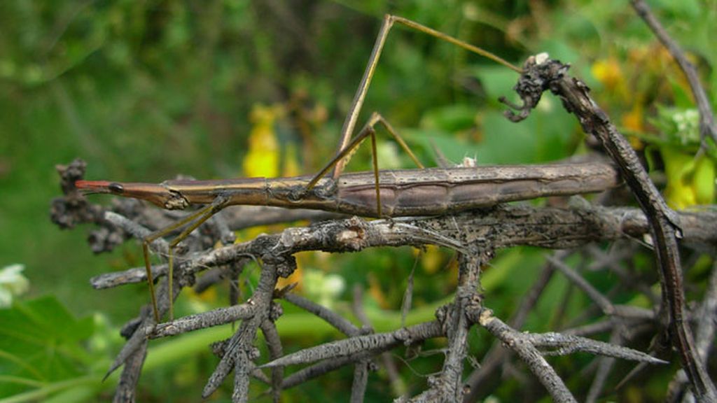 ¿Un perro-mopa o un pez-arbusto? Cuidado, no confundas a estos peculiares animales