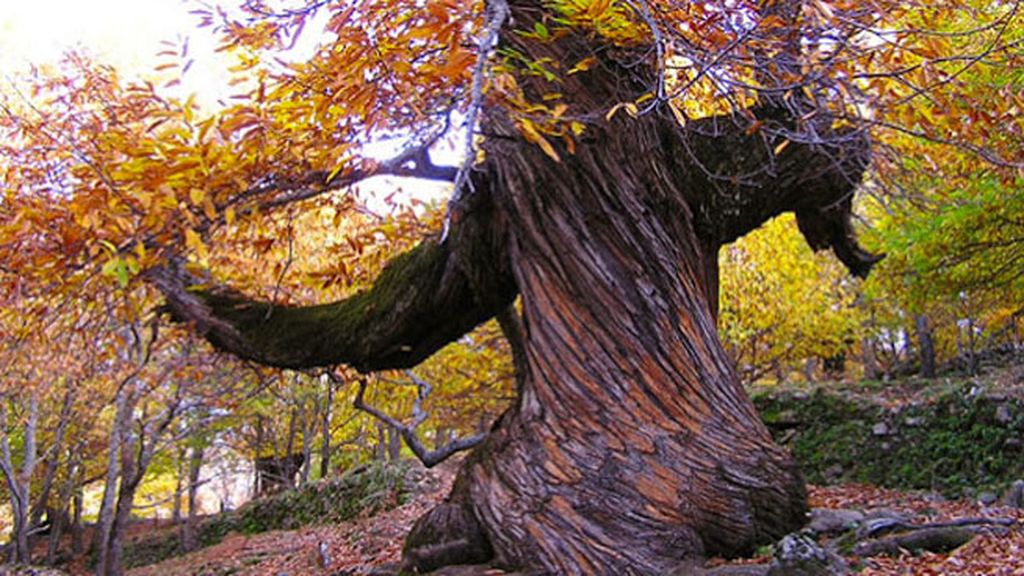 Castaños de El Temblar en Extremadura
