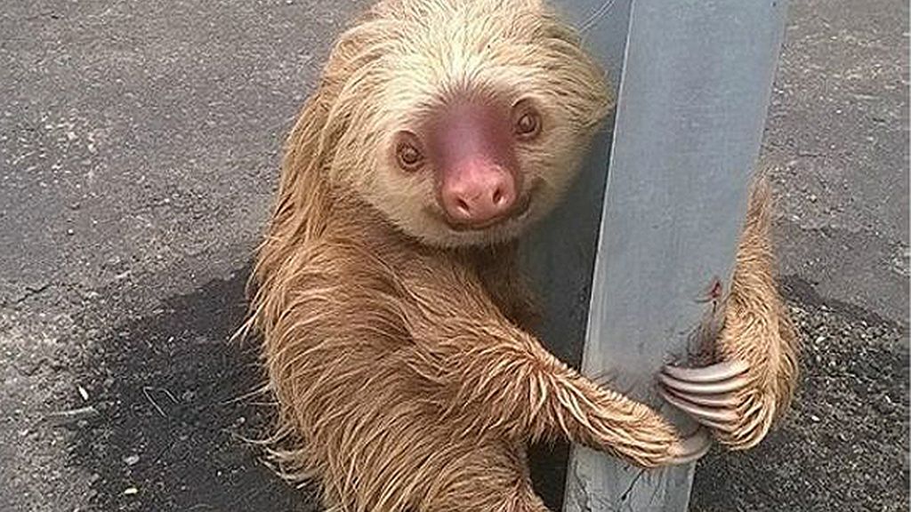 Fue rescatado por los guardias de tráfico de Ecuador