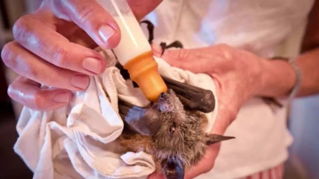 Centenares de murciélagos mueren por el calor mientras duermen: ¡pero no sus bebés!