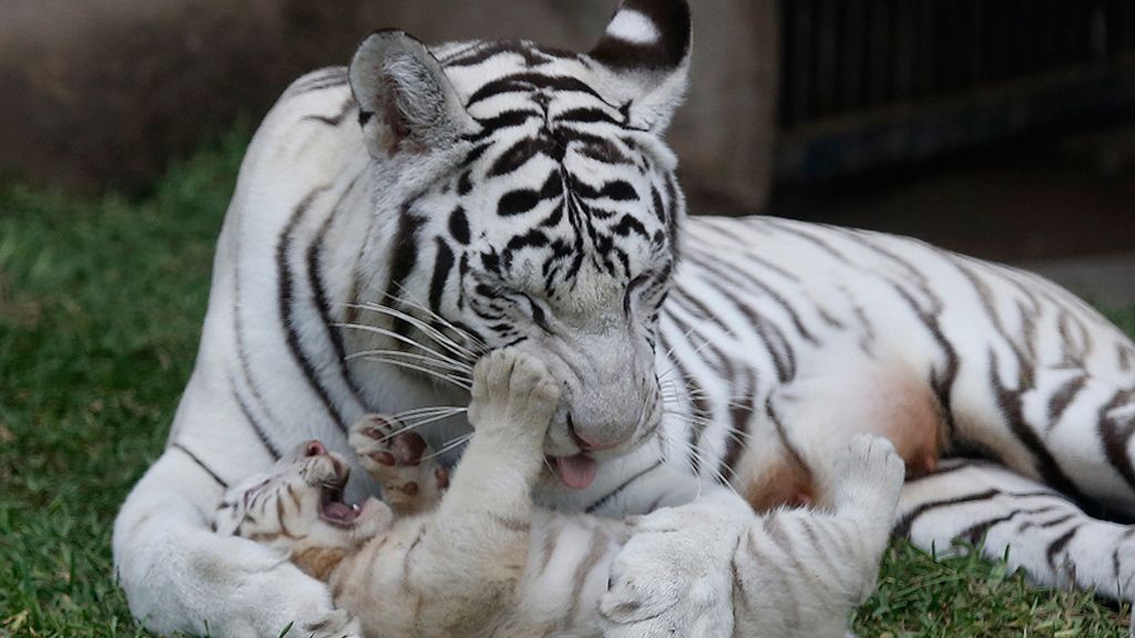 Las mejores imágenes de madres y crías