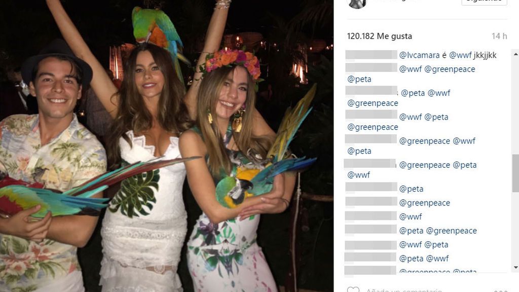 VERGARA GUACAMAYOS CRITICAS