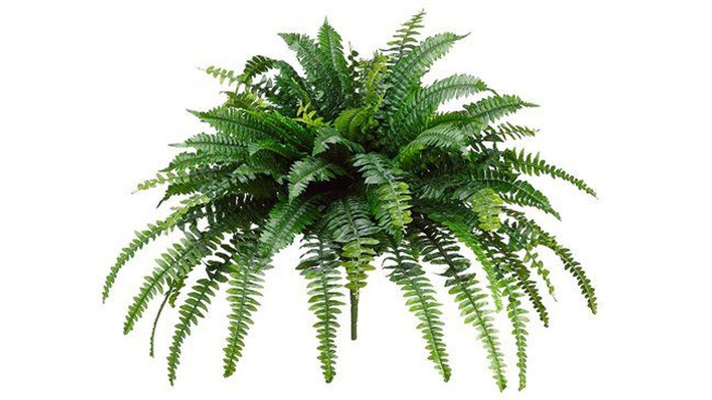 Helecho boston: también ayuda a humedecer y elimina el monóxido de carbono