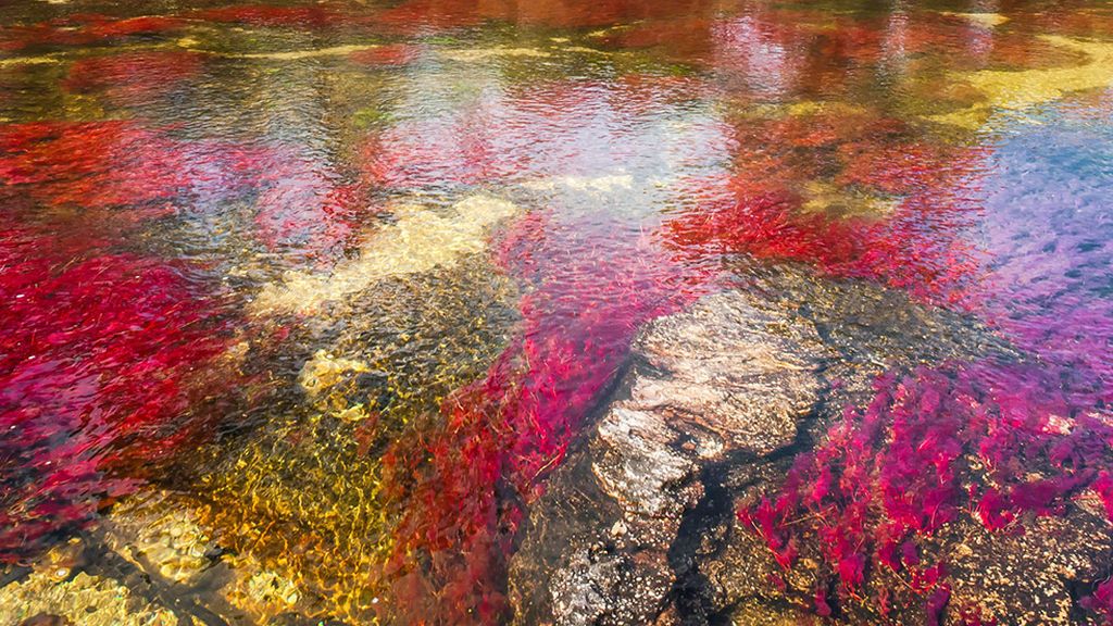 El río Caño Cristales, un arco iris derretido