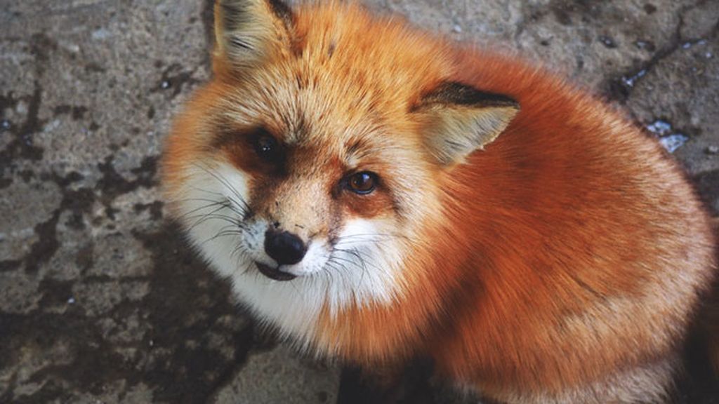 La magia de 'Zao Kitsune Mura', el pueblo de los zorros en Japón