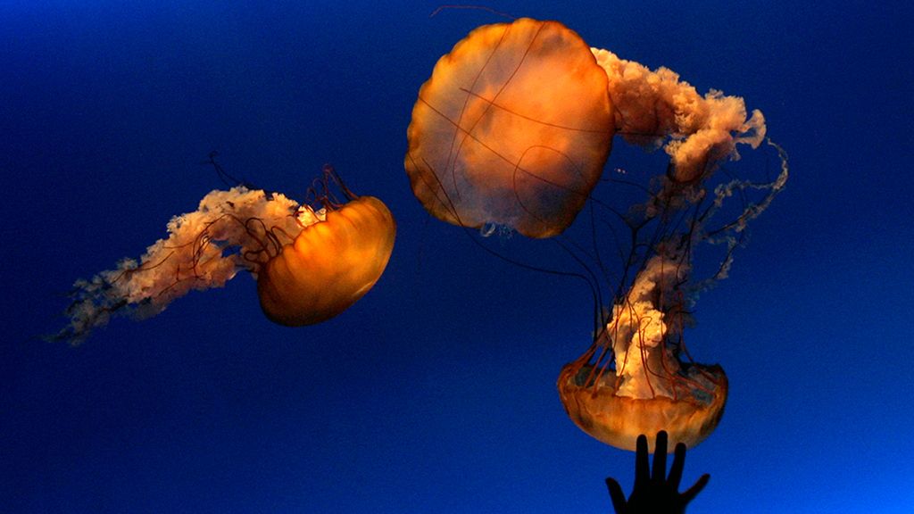 Un baile gelatinoso en el mar
