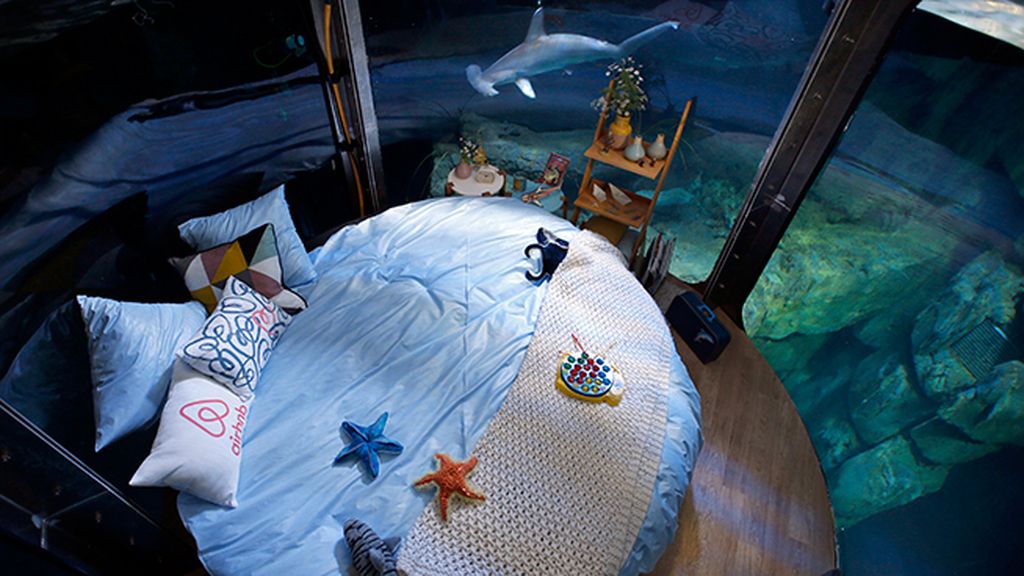 ¿Quieres dormir entre tiburones?