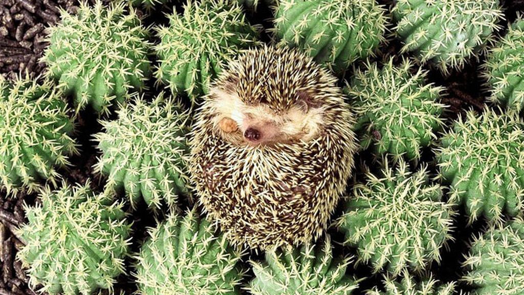 El erizo-cáctus, ¡cuidado con acercarse demasiado!