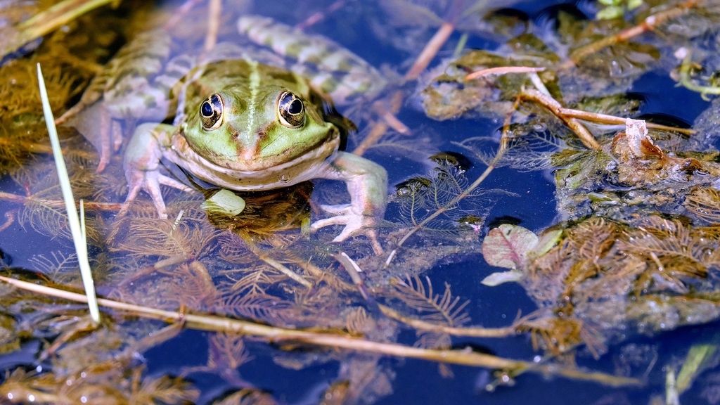 El que croa no es traidor