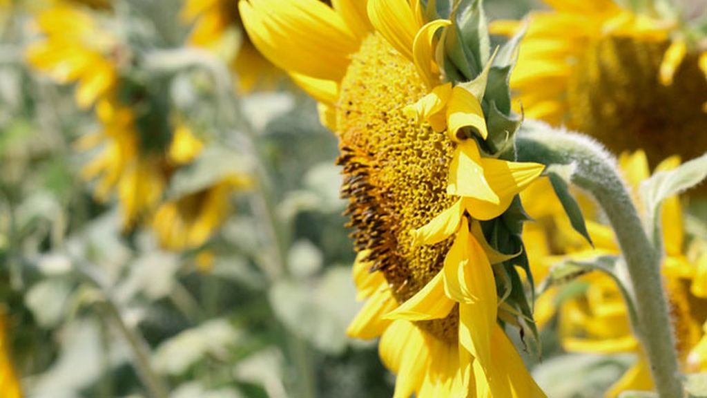 girasoles