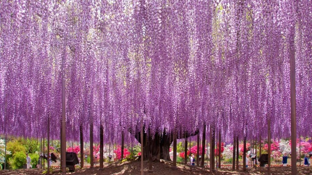El 'Wisteria Festival' comienza en abril y dura hasta finales de mayo