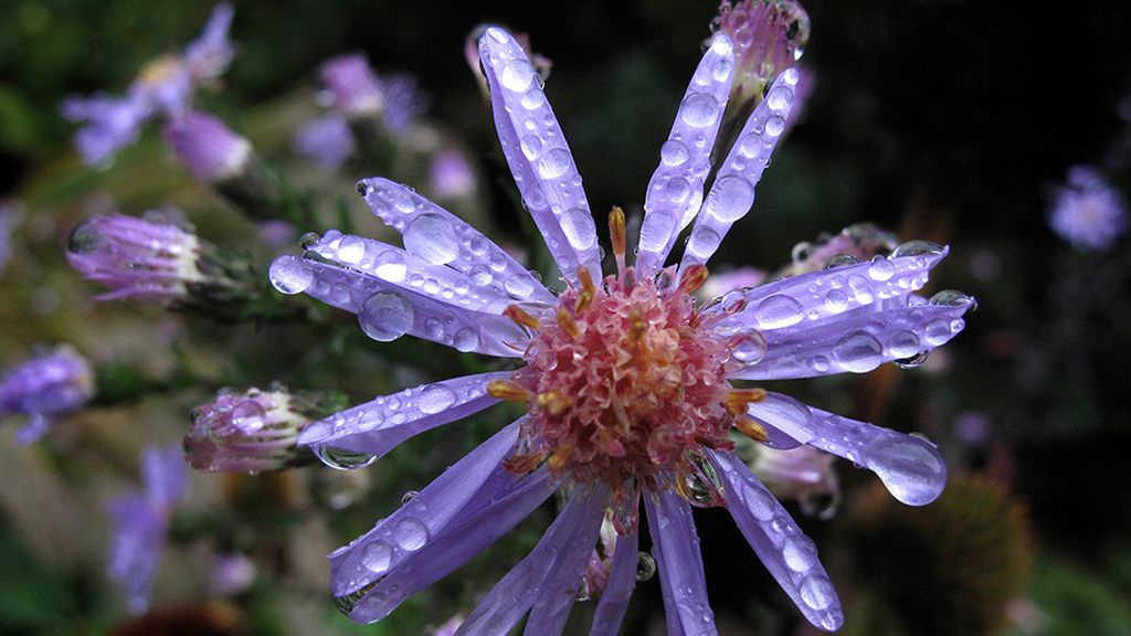 Semana pasada por agua