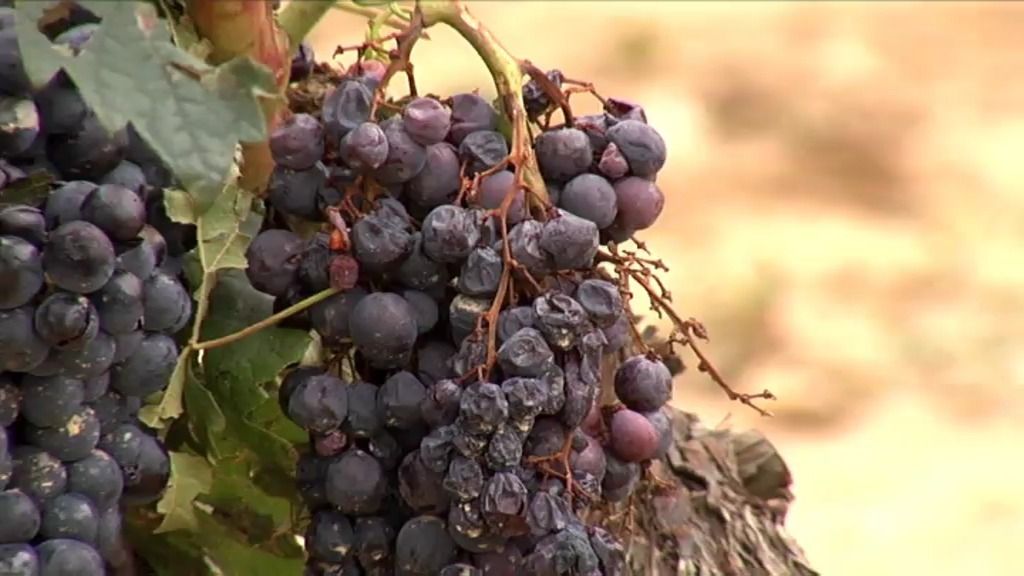 El granizo daña un total de 6.000 hectáreas de cultivo en La Rioja y Álava