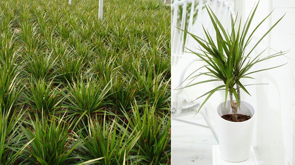 Dracaena marginata: elimina el xileno y le gustan los espacios de luz moderada