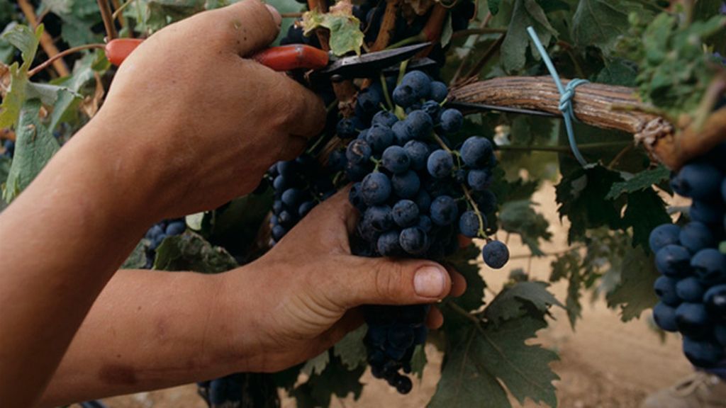 Un día en la vendimia en la Finca la Estacada (Cuenca)