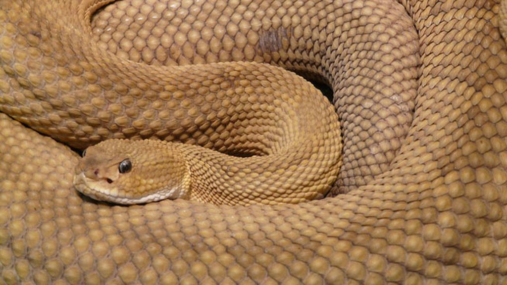 Ofidiofilia, zoofílicos con una debilidad especial por las serpientes