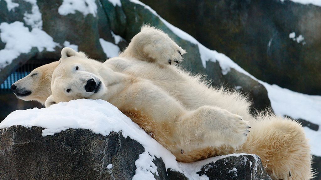 El mundo animal en un marco invernal