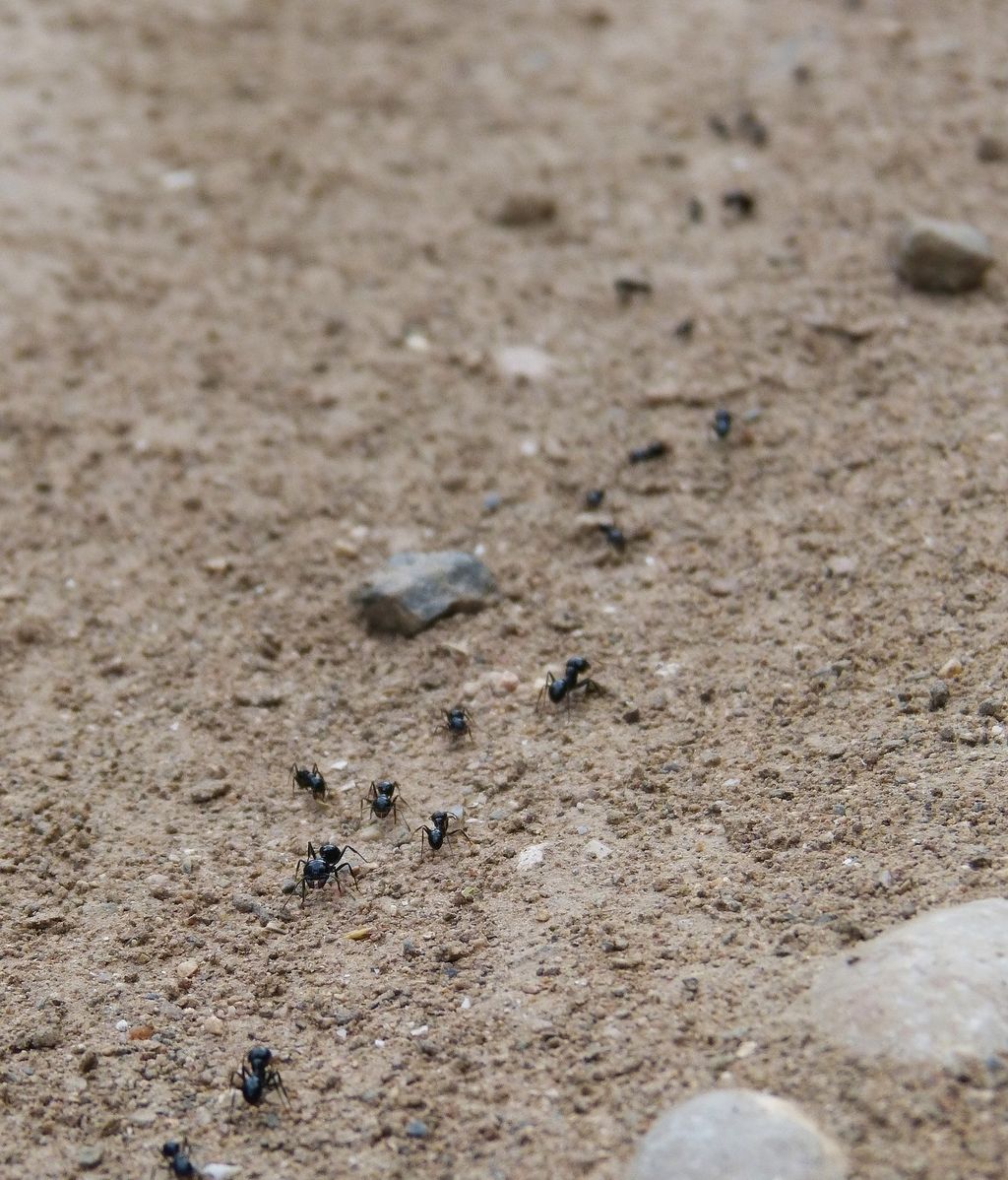 Hormigas en fila india