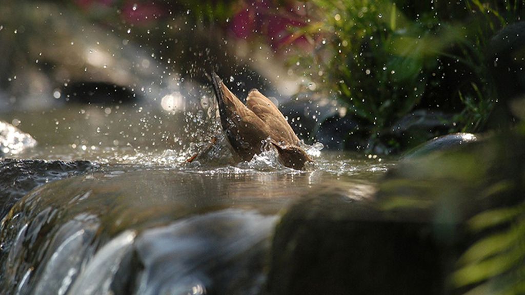 Ola de calor