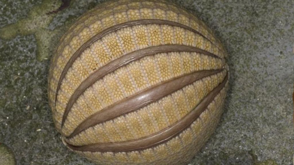 ¡Ojo! No chutes al armadillo