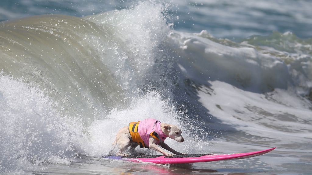 Bono y el resto de canes han competido por ver quién es el rey de las olas